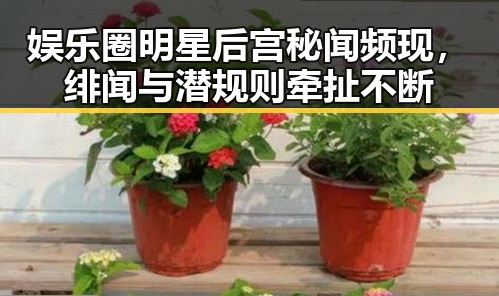 娱乐圈明星后宫秘闻频现，绯闻与潜规则牵扯不断